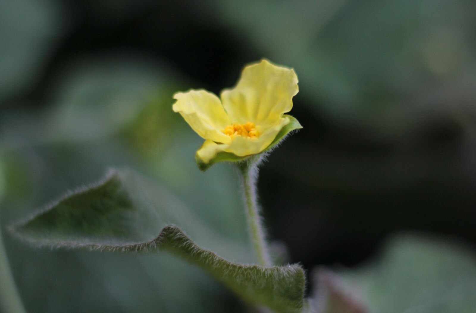 Canon EOS 600D (Rebel EOS T3i / EOS Kiss X5) + Canon EF 50mm F1.8 STM sample photo. Saruma henryii, yellow, flower photography