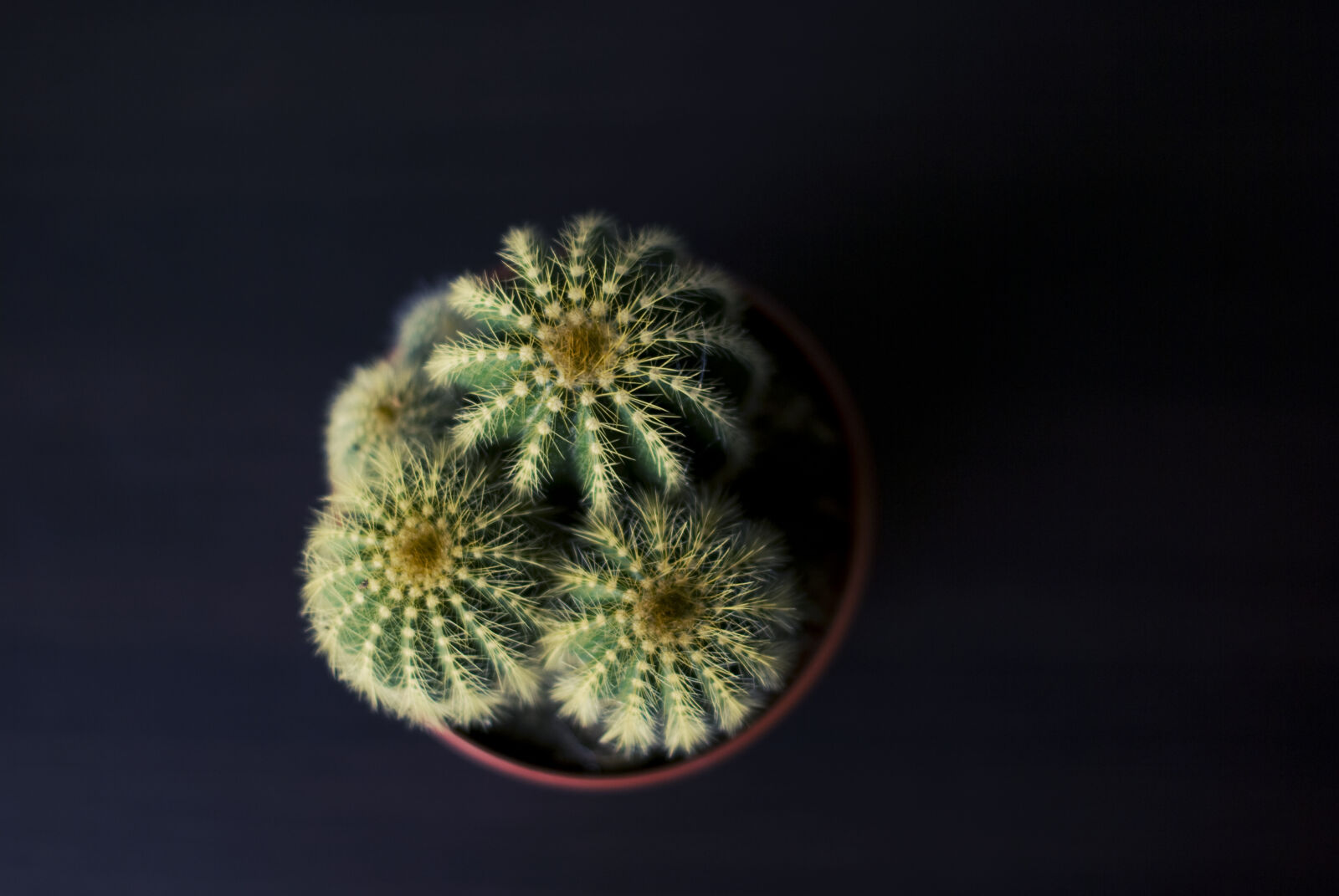 Nikon D60 sample photo. Closeup, photography, of, potted photography