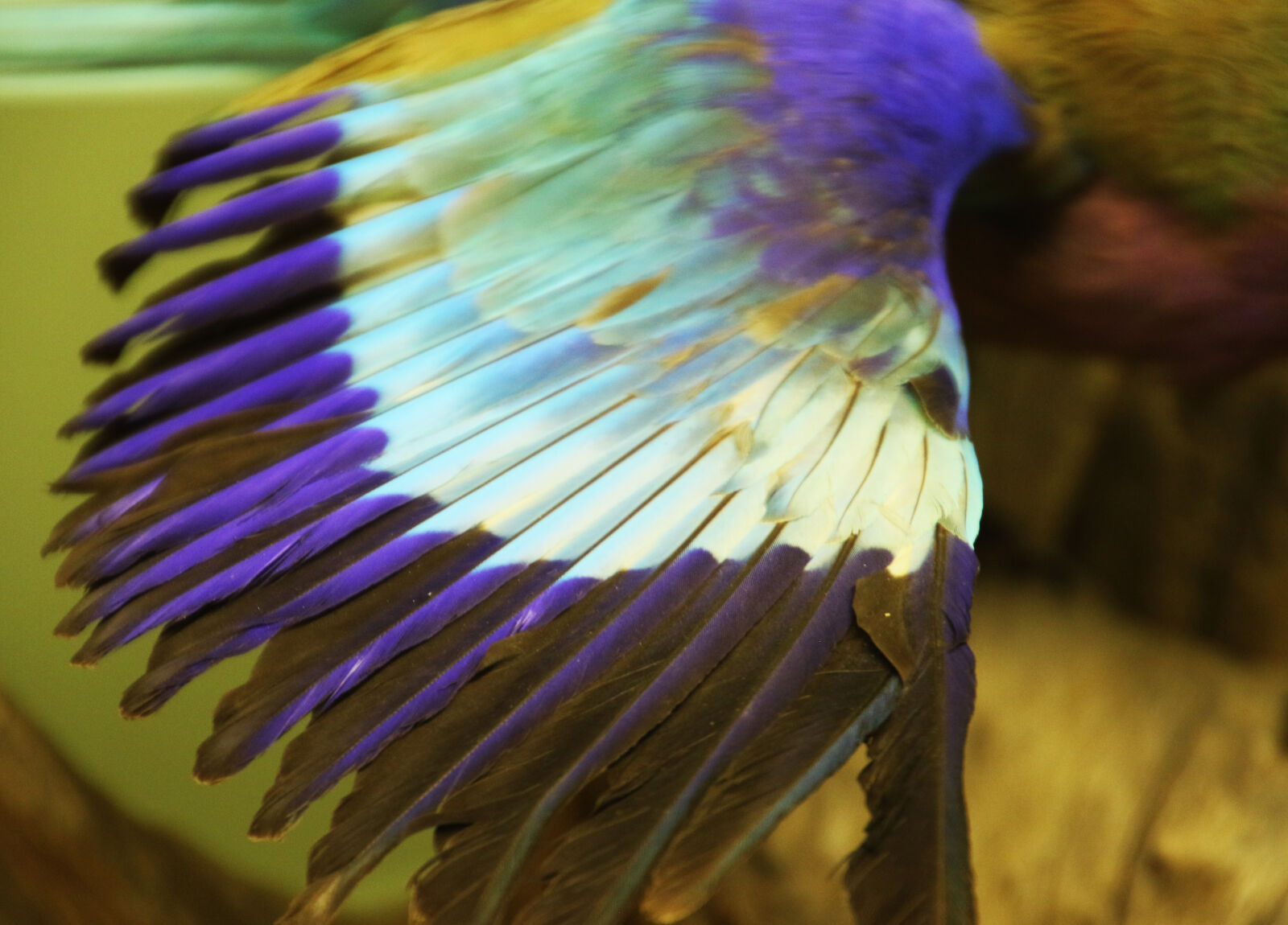 Canon EOS 7D Mark II sample photo. Animal, background, bird, blue photography
