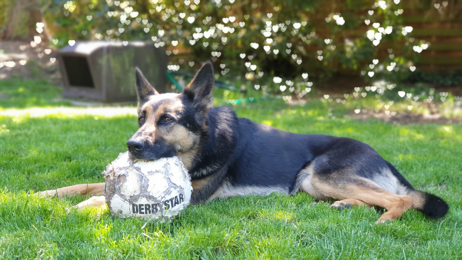Samsung SM-G965F sample photo. Dog, shepperd, focus photography