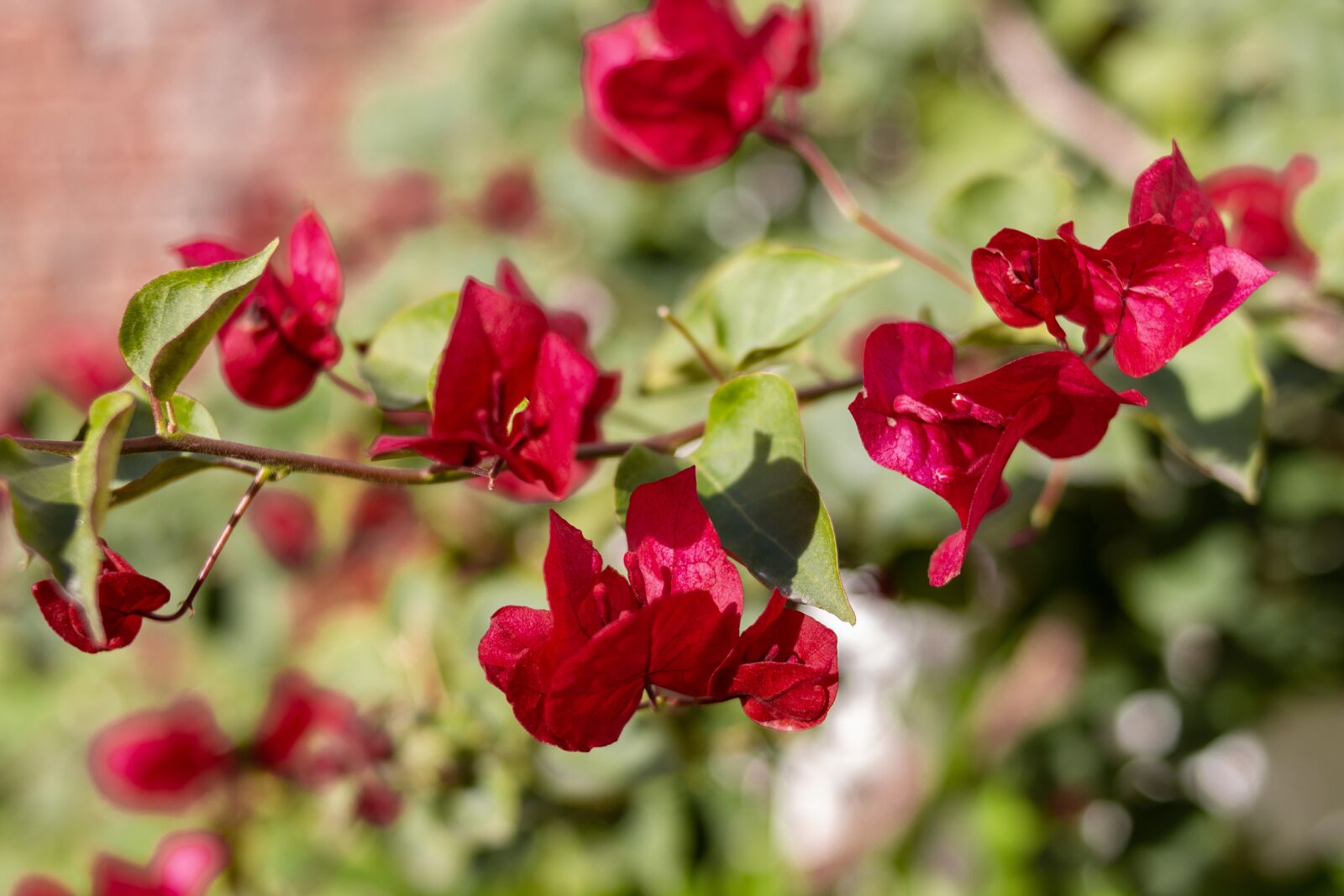 Canon EOS 700D (EOS Rebel T5i / EOS Kiss X7i) sample photo. Flowers, plant, spring photography