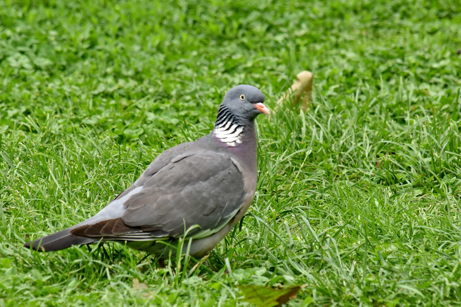Nikon D5500 sample photo. Looking, pigeon, wildlife, nature photography