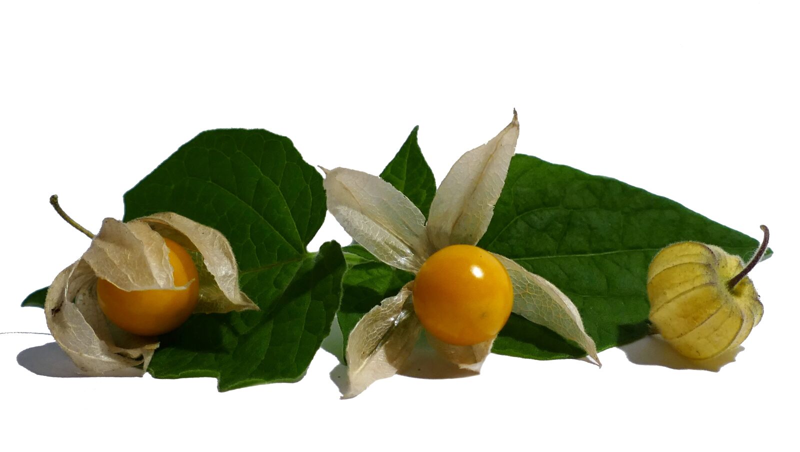 Panasonic Lumix DMC-FZ1000 sample photo. Physalis, cape gooseberry, fruit photography