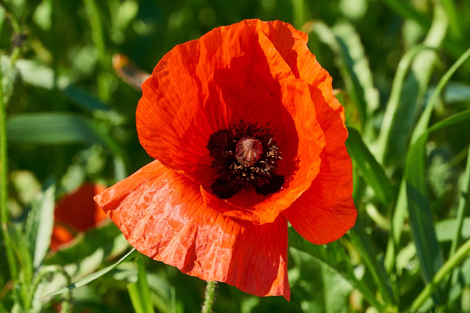 Sony E 55-210mm F4.5-6.3 OSS sample photo. Klatschmohn, plant, flower photography