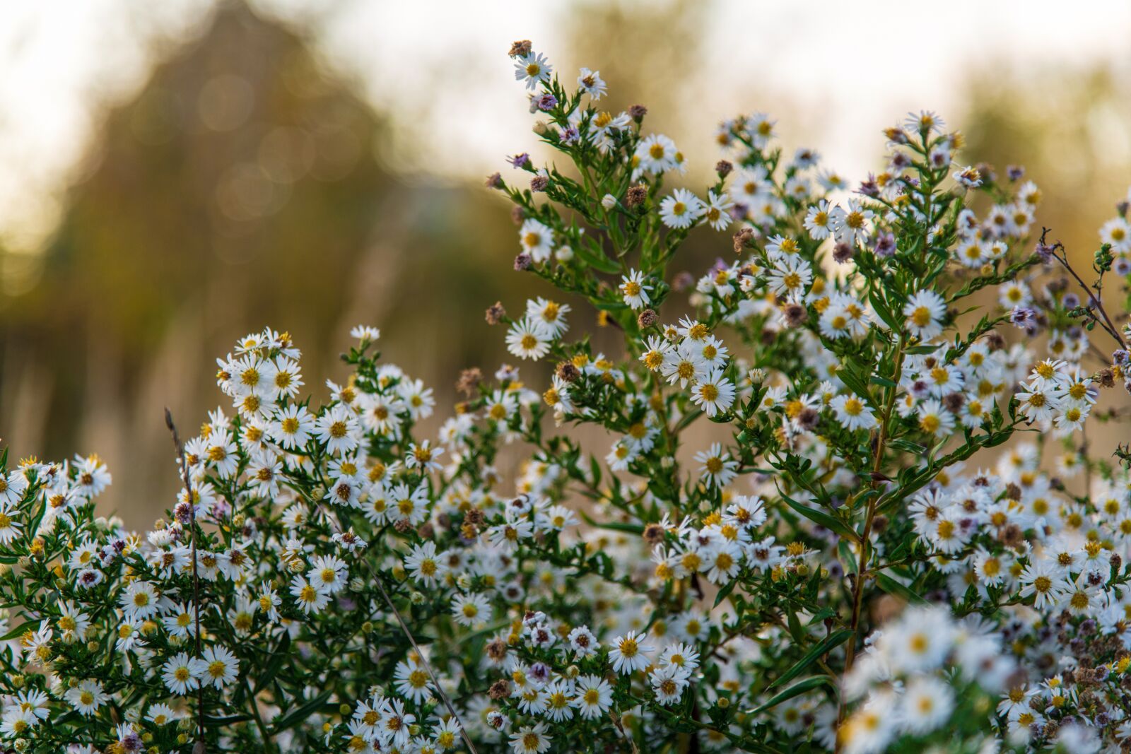 Nikon D850 sample photo. Nature, autumn, mood photography
