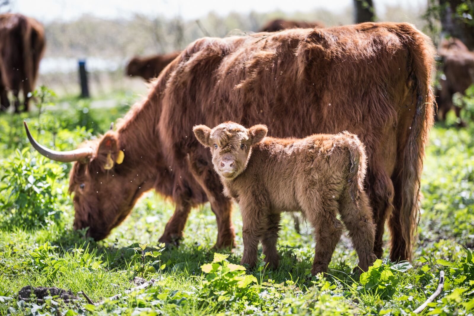 Canon EF 70-200mm F2.8L IS II USM sample photo. Cows, animal, cattle photography