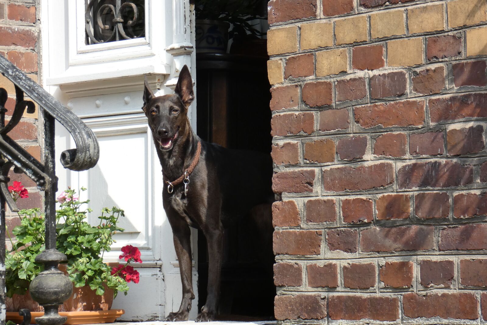 Panasonic DC-FZ83 sample photo. Dog, door, house photography