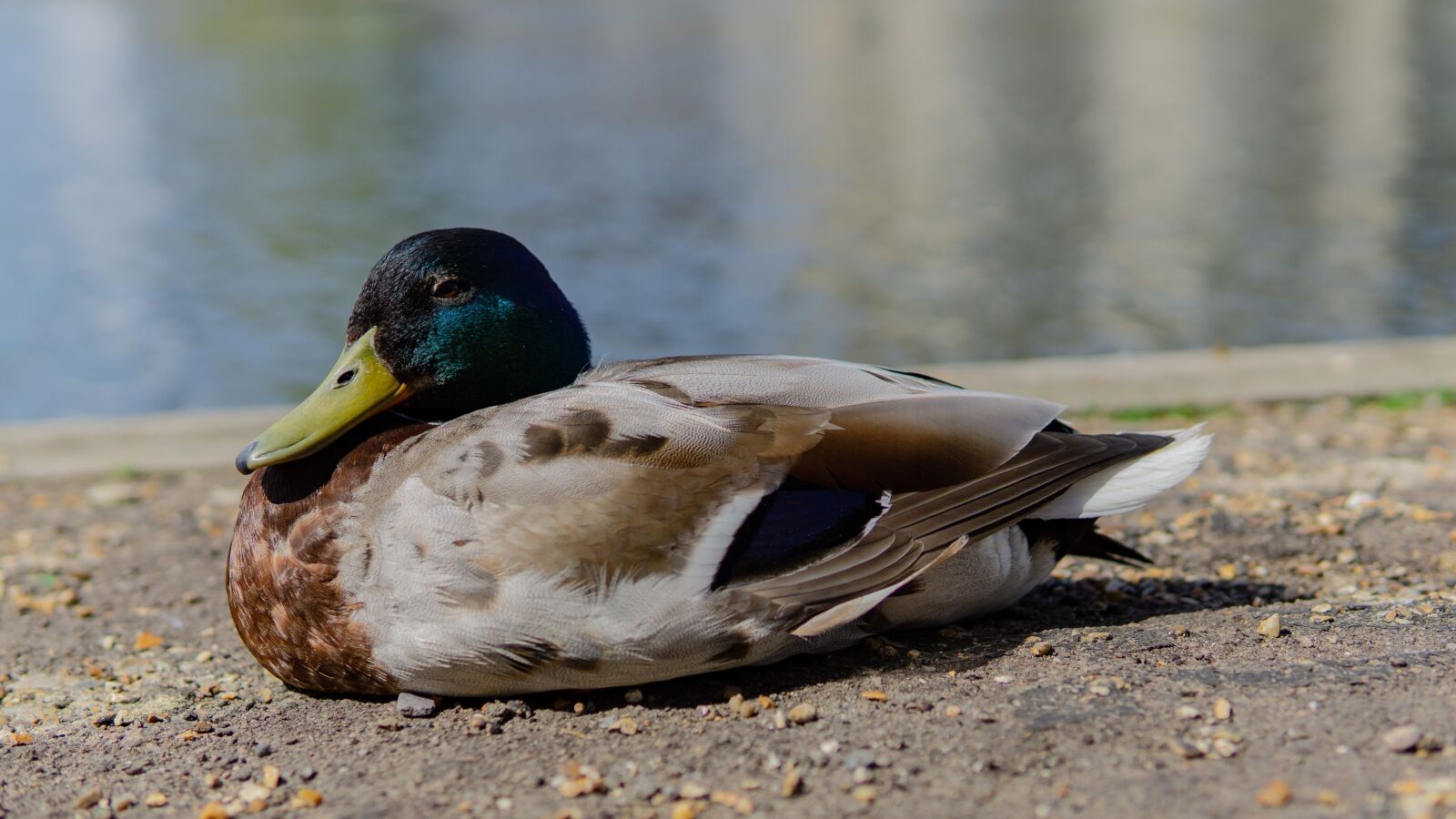 30mm F1.4 DC DN | Contemporary 016 sample photo. Duck, by the river photography