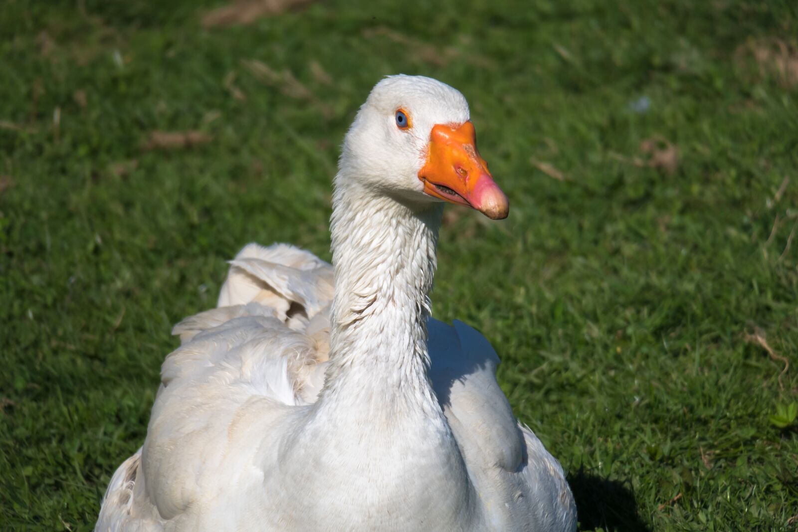 Canon PowerShot G3 X sample photo. Goose, watch, look photography