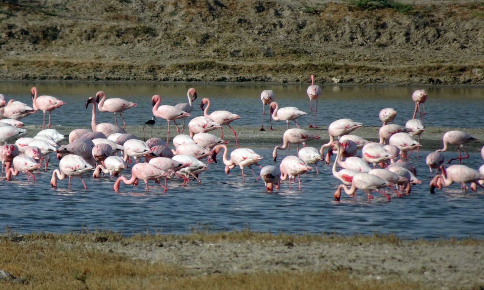 Sony Cyber-shot DSC-HX90V sample photo. Bird, lesser flamingo, phoeniconaias photography
