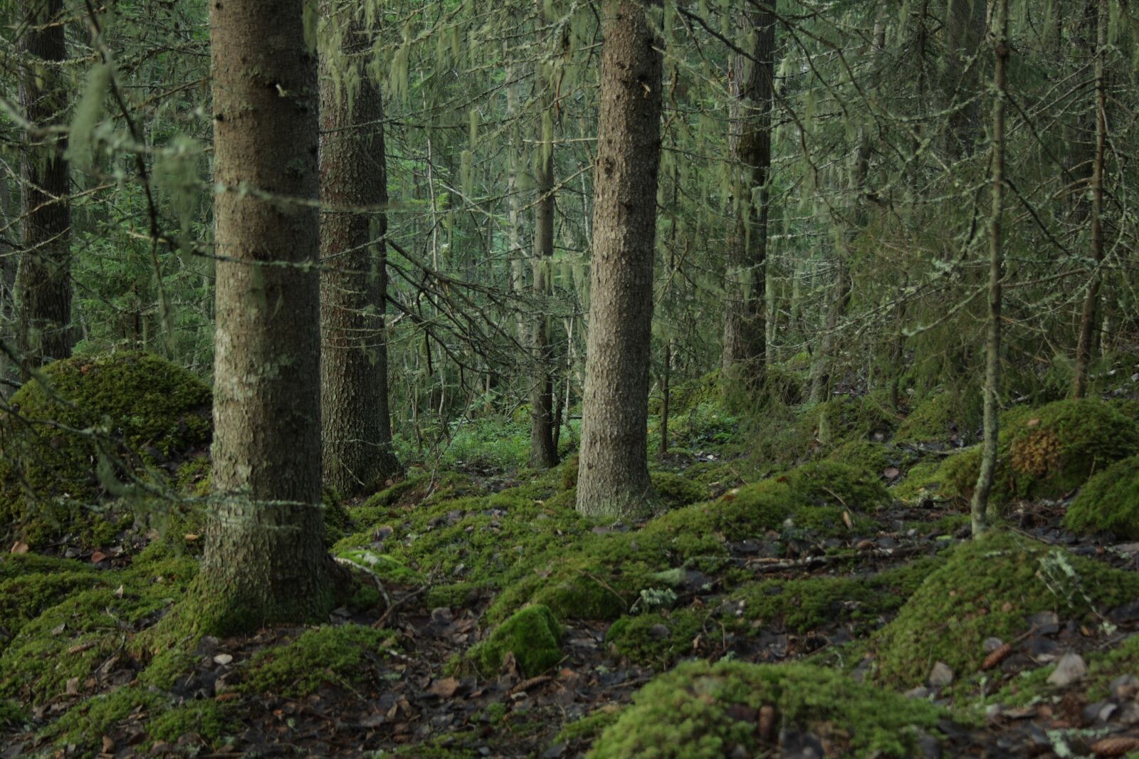 Canon EOS 1000D (EOS Digital Rebel XS / EOS Kiss F) sample photo. Forest, tree trunks, timber photography