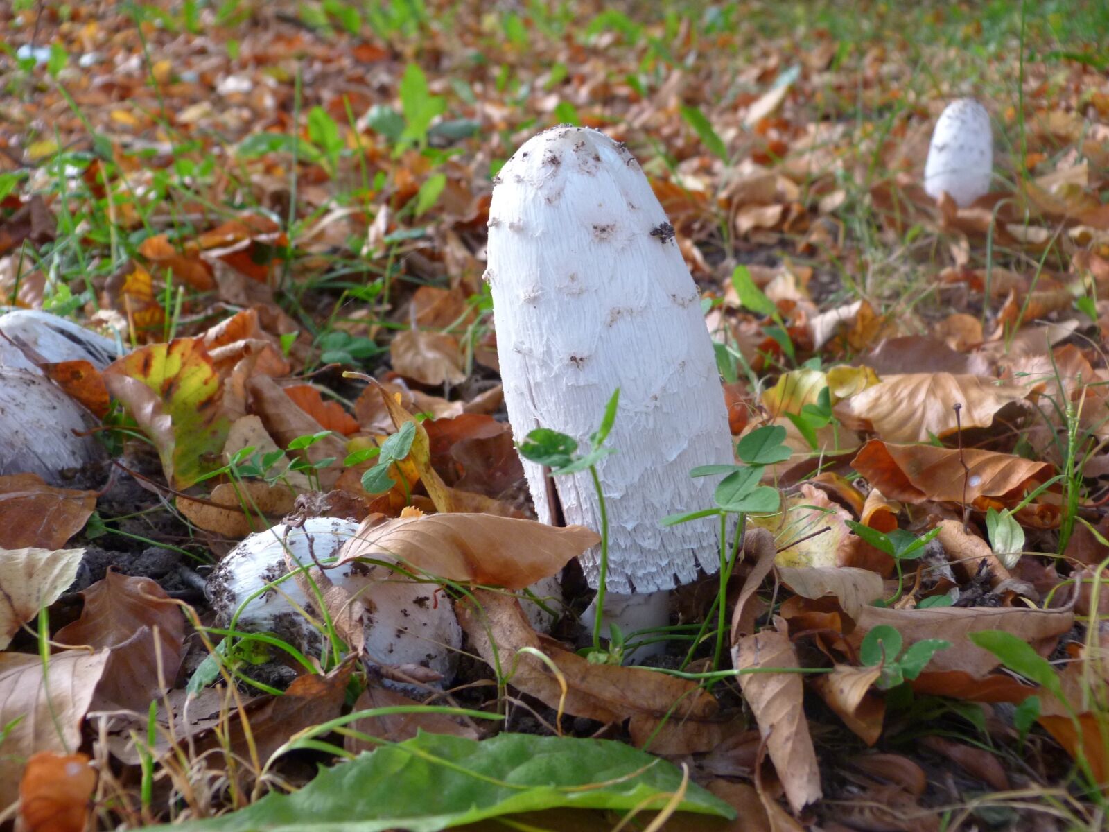 Panasonic Lumix DMC-FZ40 (Lumix DMC-FZ45) sample photo. Mushrooms, nature, forest photography