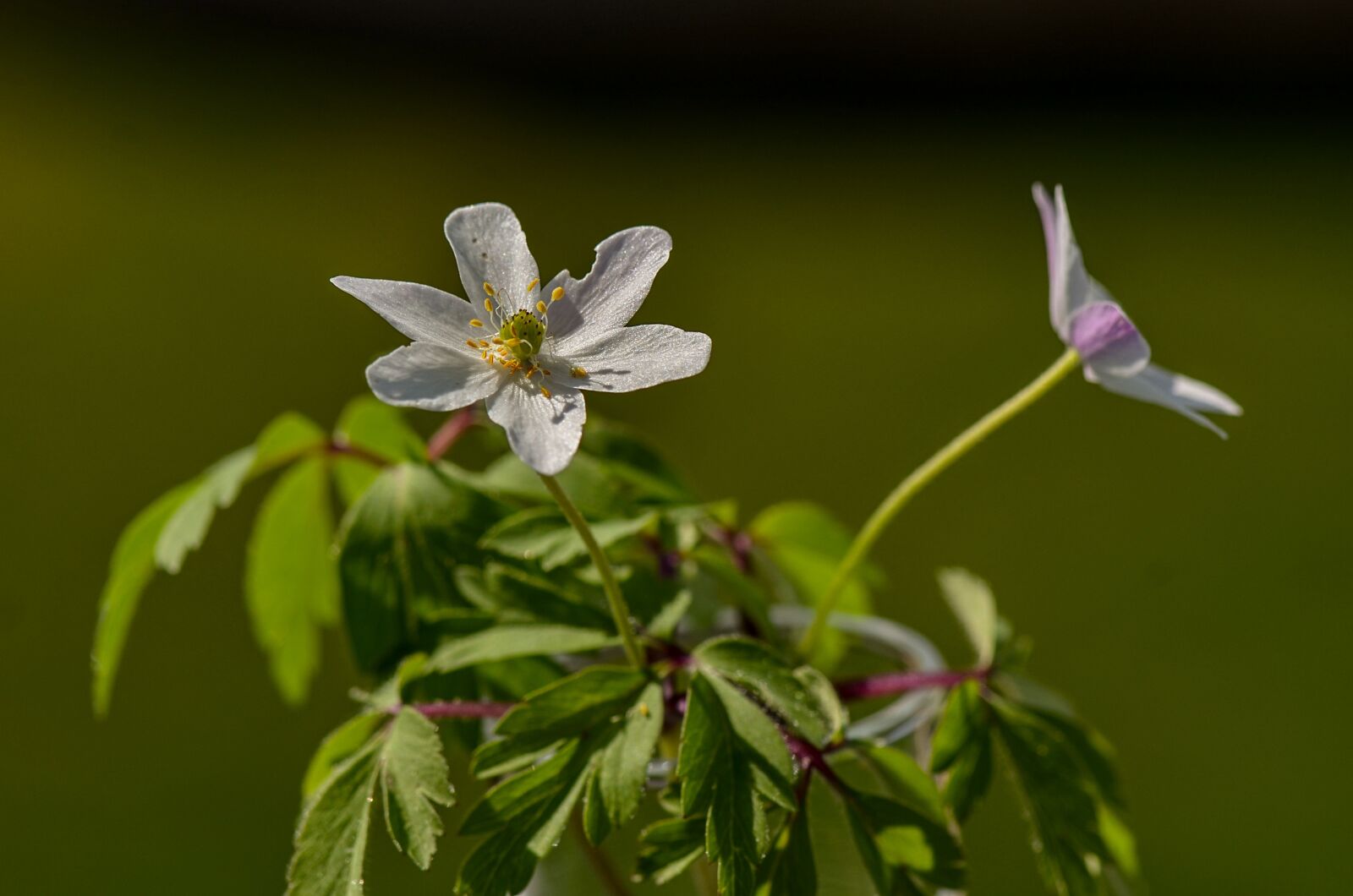 Nikon D7000 sample photo. Wood anemone, garden, white photography