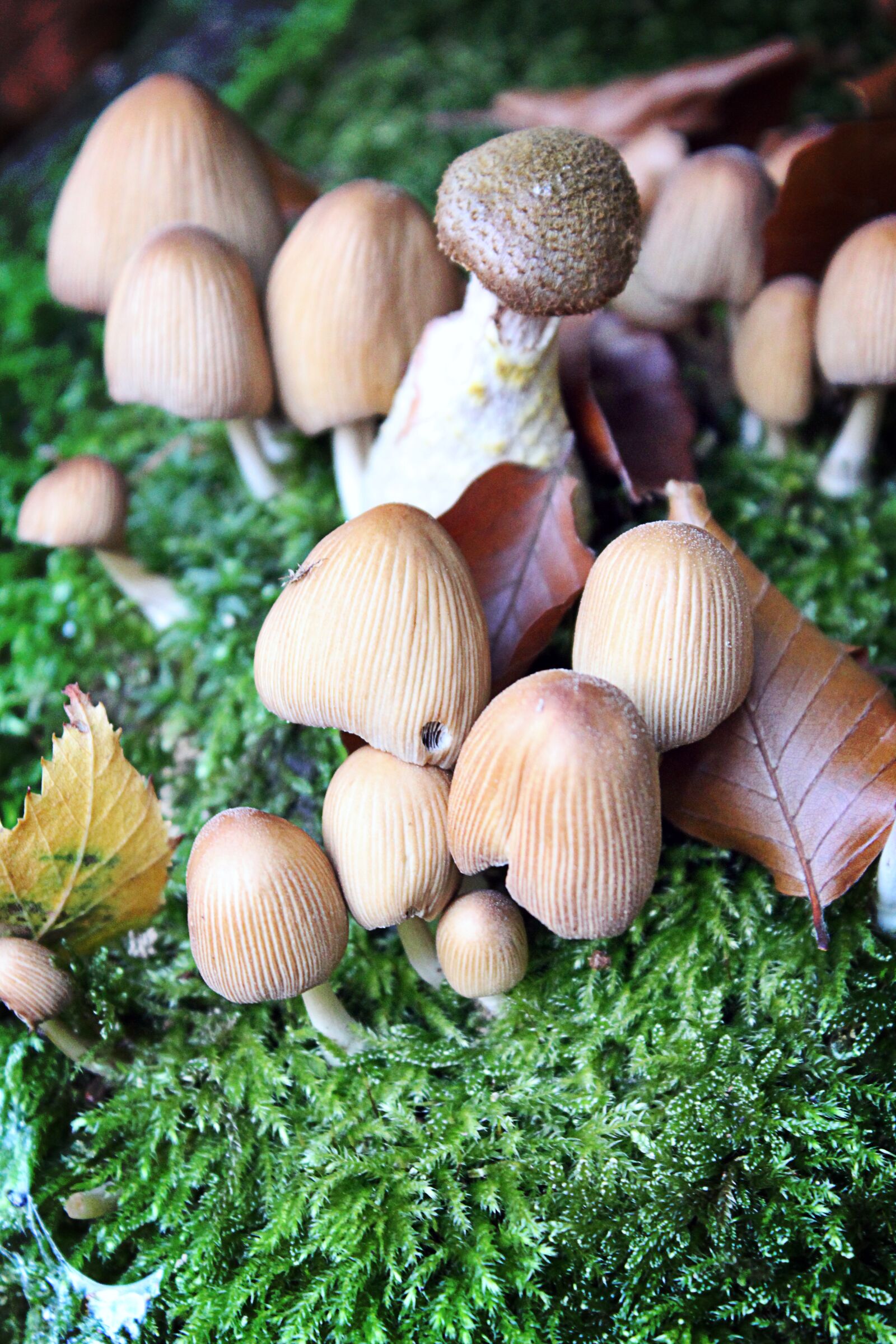 Canon EOS 600D (Rebel EOS T3i / EOS Kiss X5) sample photo. Mushrooms, forest, nature photography
