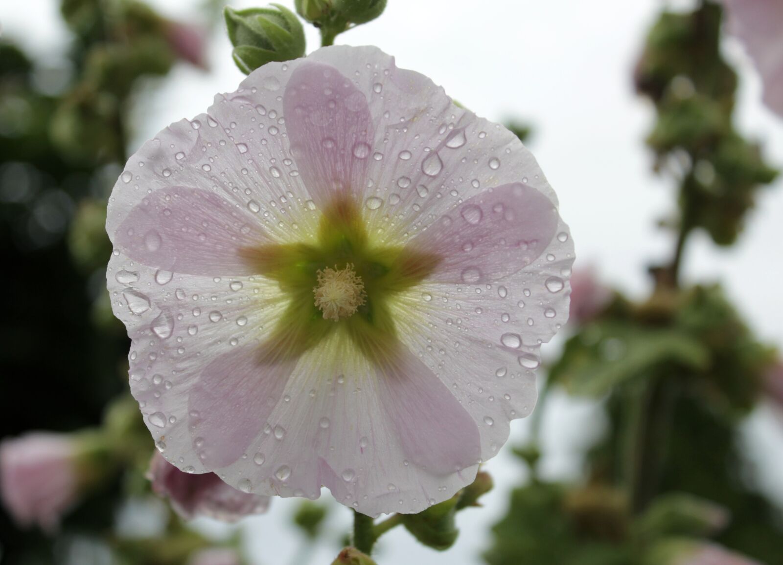 Canon EOS 600D (Rebel EOS T3i / EOS Kiss X5) sample photo. Flower, hollyhock, rain photography