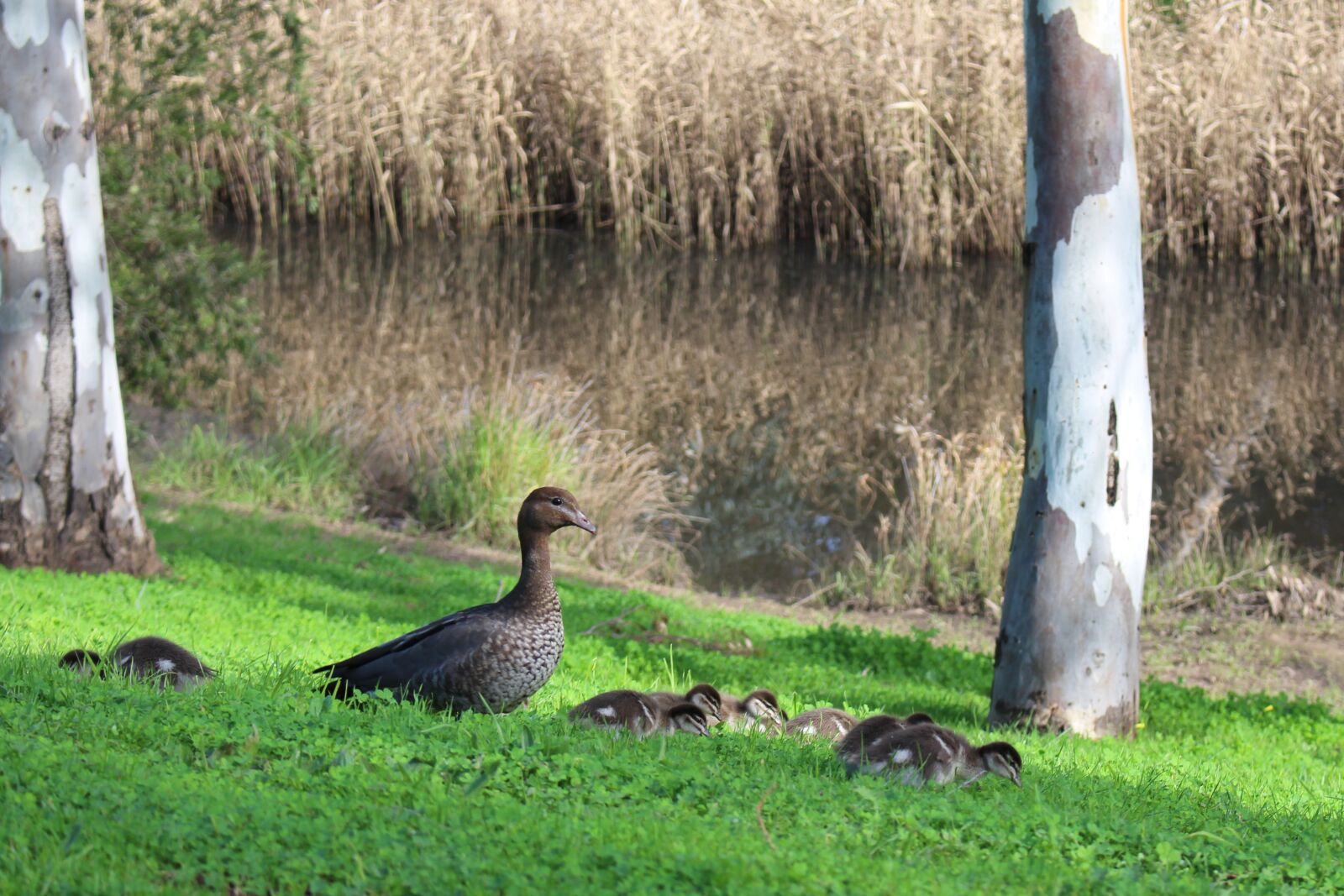Canon EOS 700D (EOS Rebel T5i / EOS Kiss X7i) sample photo. Australian wood ducks, hen photography