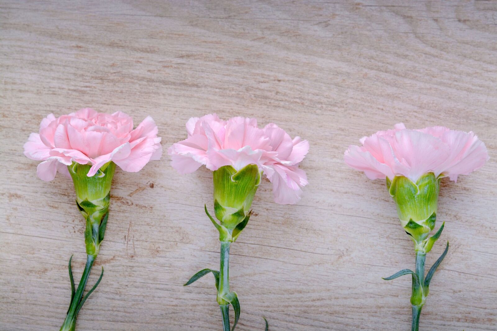 Nikon D7100 sample photo. Cloves, pink, carnation pink photography
