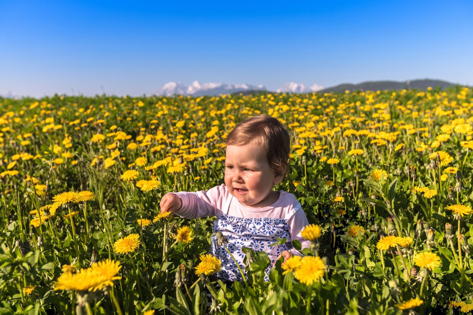 Panasonic Lumix DC-GH5 sample photo. Flower, nature, field photography