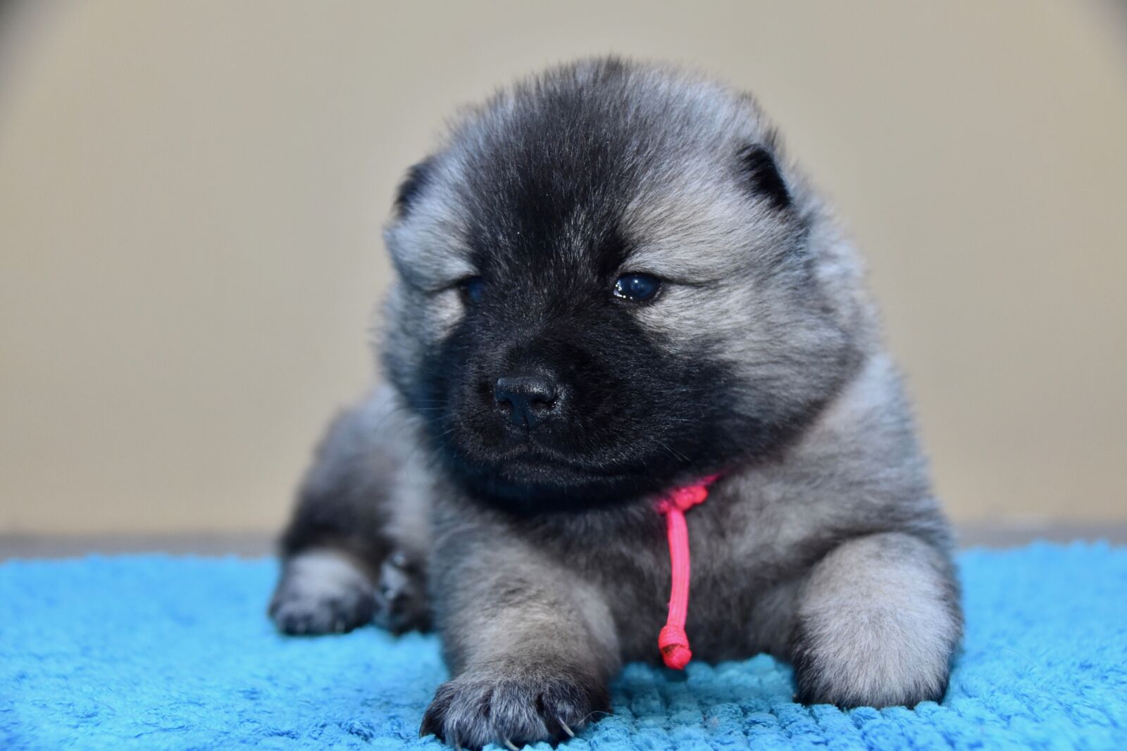Nikon D5600 sample photo. Dog, puppy, young dog photography