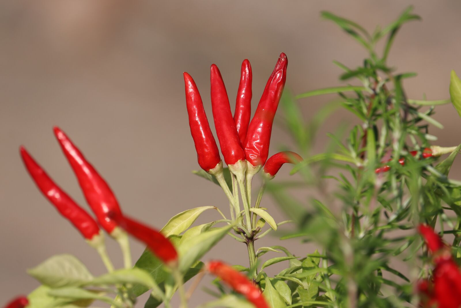 Canon EF-S 55-250mm F4-5.6 IS STM sample photo. Hot, peppers, garden photography