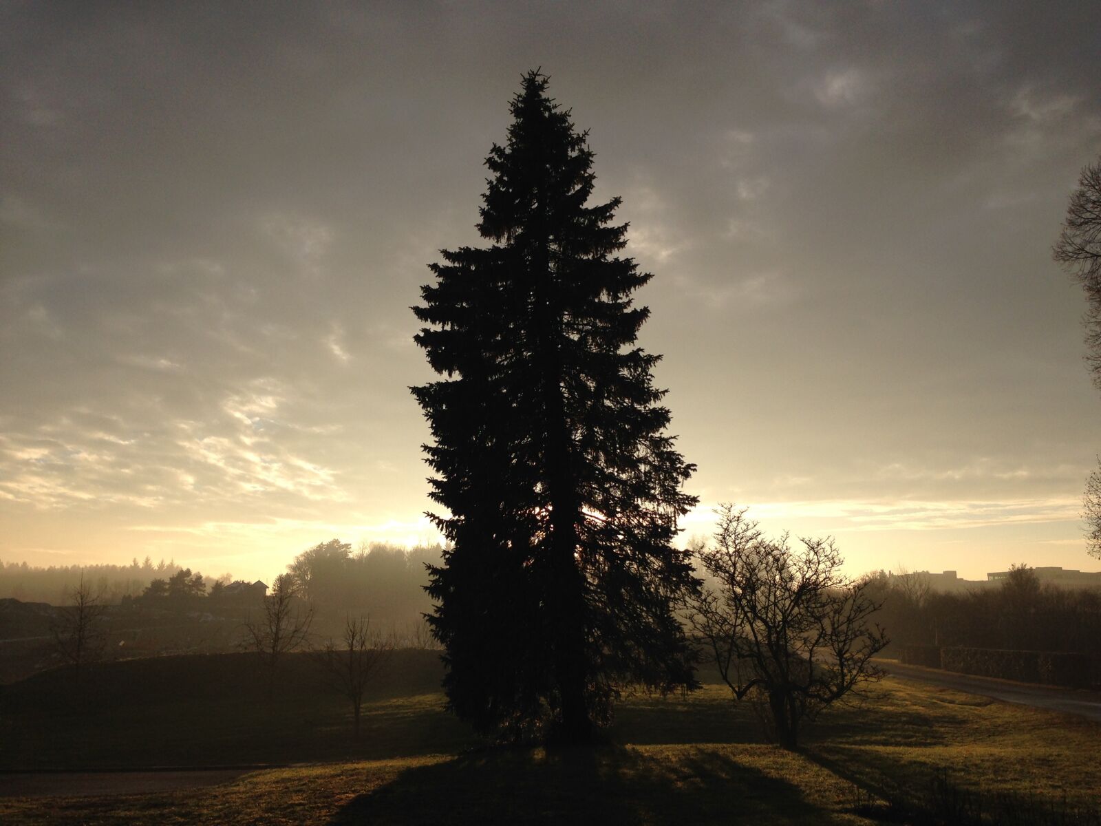 iPhone 5 back camera 4.12mm f/2.4 sample photo. Tree, sunset, nature photography