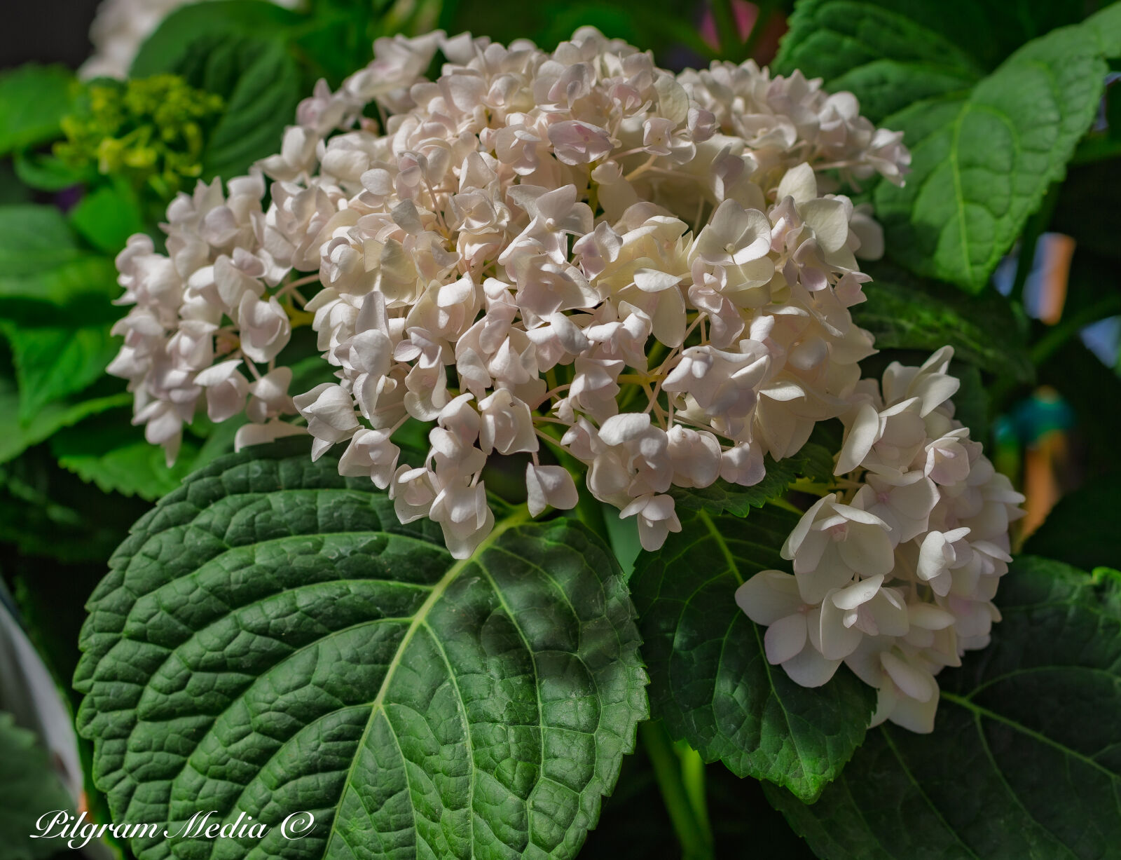 Canon EOS-1D X sample photo