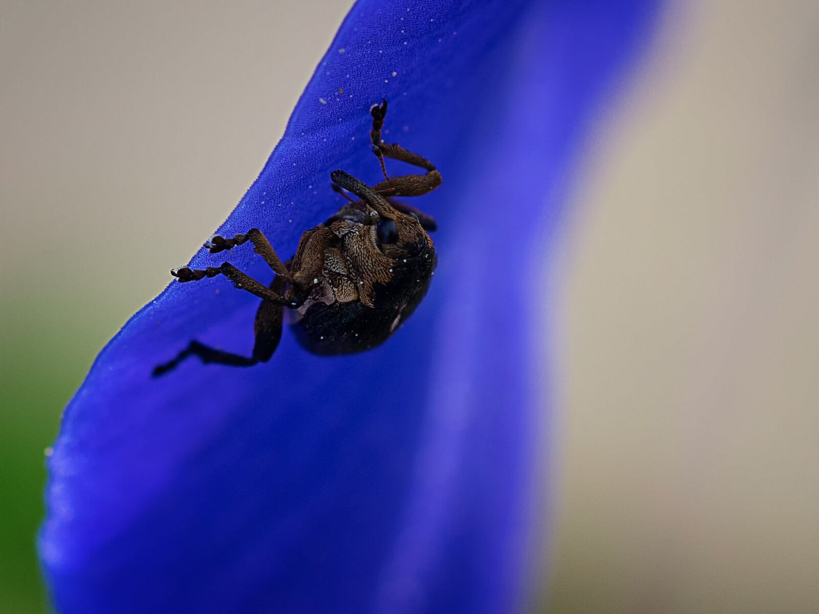Nikon D3300 sample photo. Sword lily weevil, beetle photography