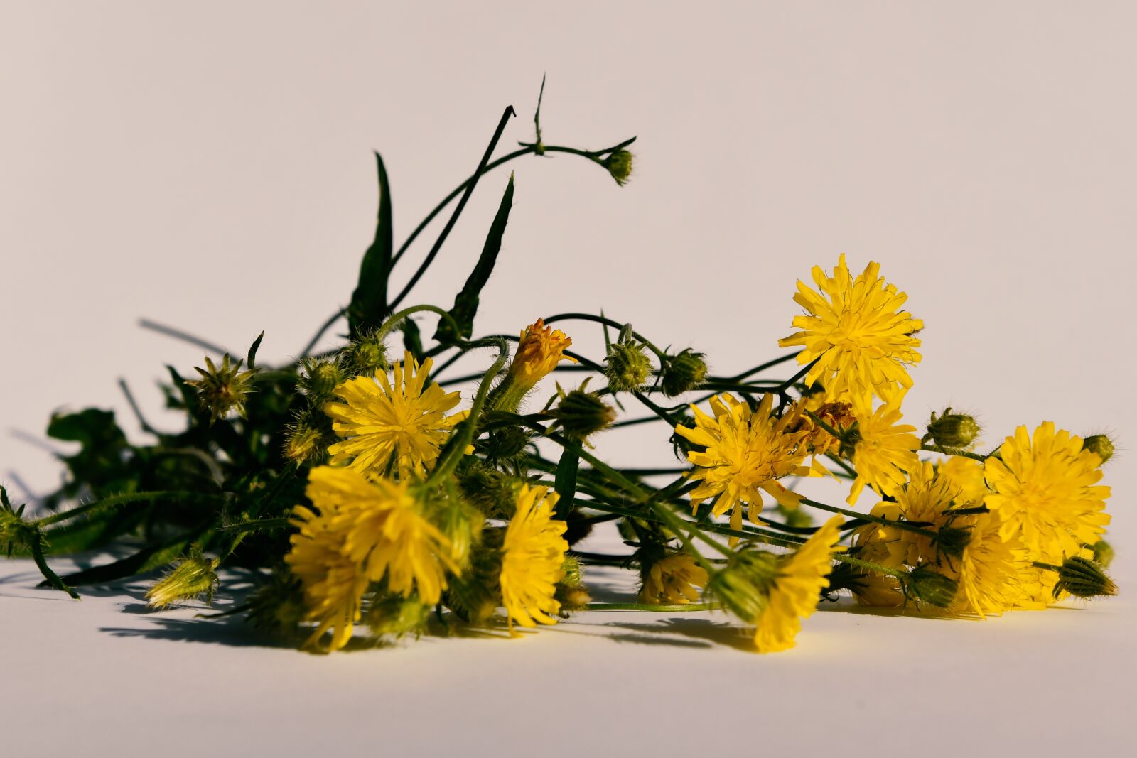 Nikon D7500 sample photo. Flower, bouquet, meadow photography