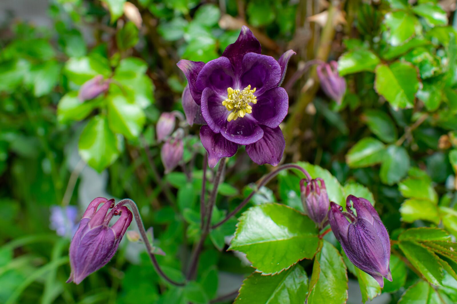 Nikon D5300 sample photo. Columbine, purple flower, flower photography