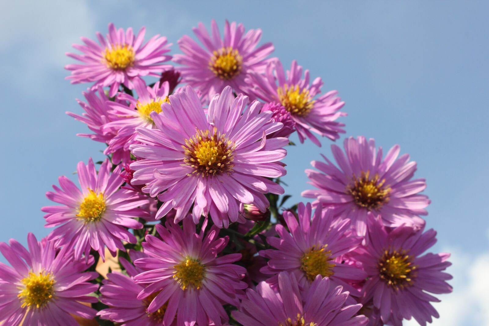 Canon EOS 550D (EOS Rebel T2i / EOS Kiss X4) sample photo. Purple, flower, purple flowers photography