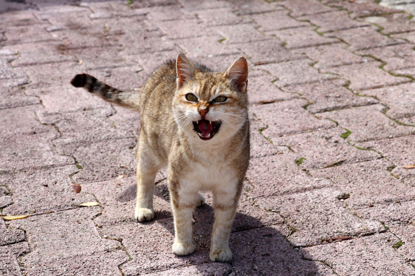 Canon EOS 80D sample photo. Cat, meow, cat face photography