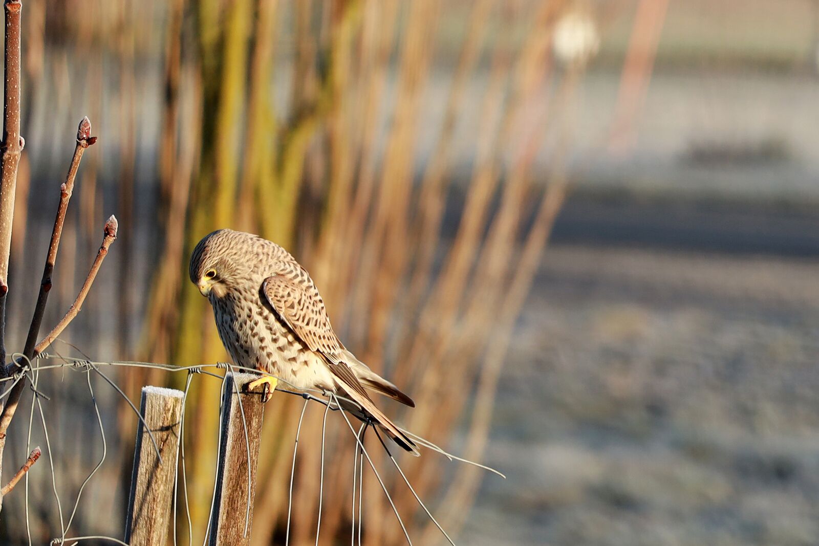 Canon EOS R + Canon EF 70-300 F4-5.6 IS II USM sample photo. Falcon, bird, raptor photography