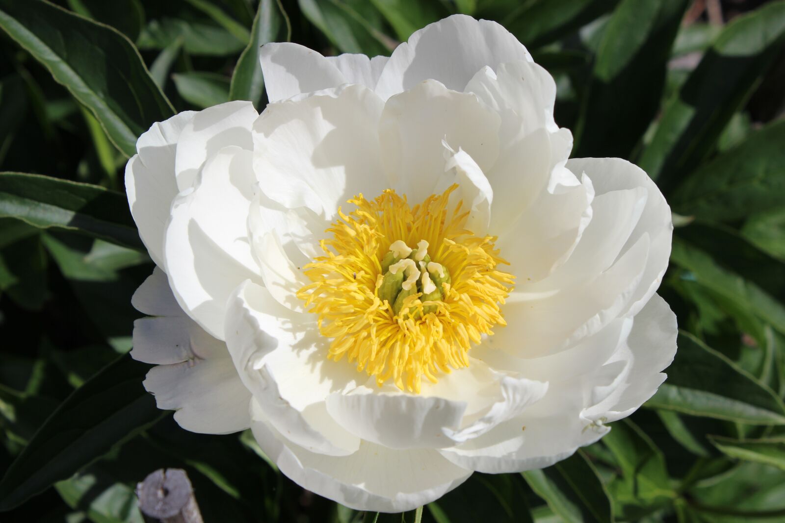 Canon EOS 600D (Rebel EOS T3i / EOS Kiss X5) sample photo. Flower, the peony, summer photography