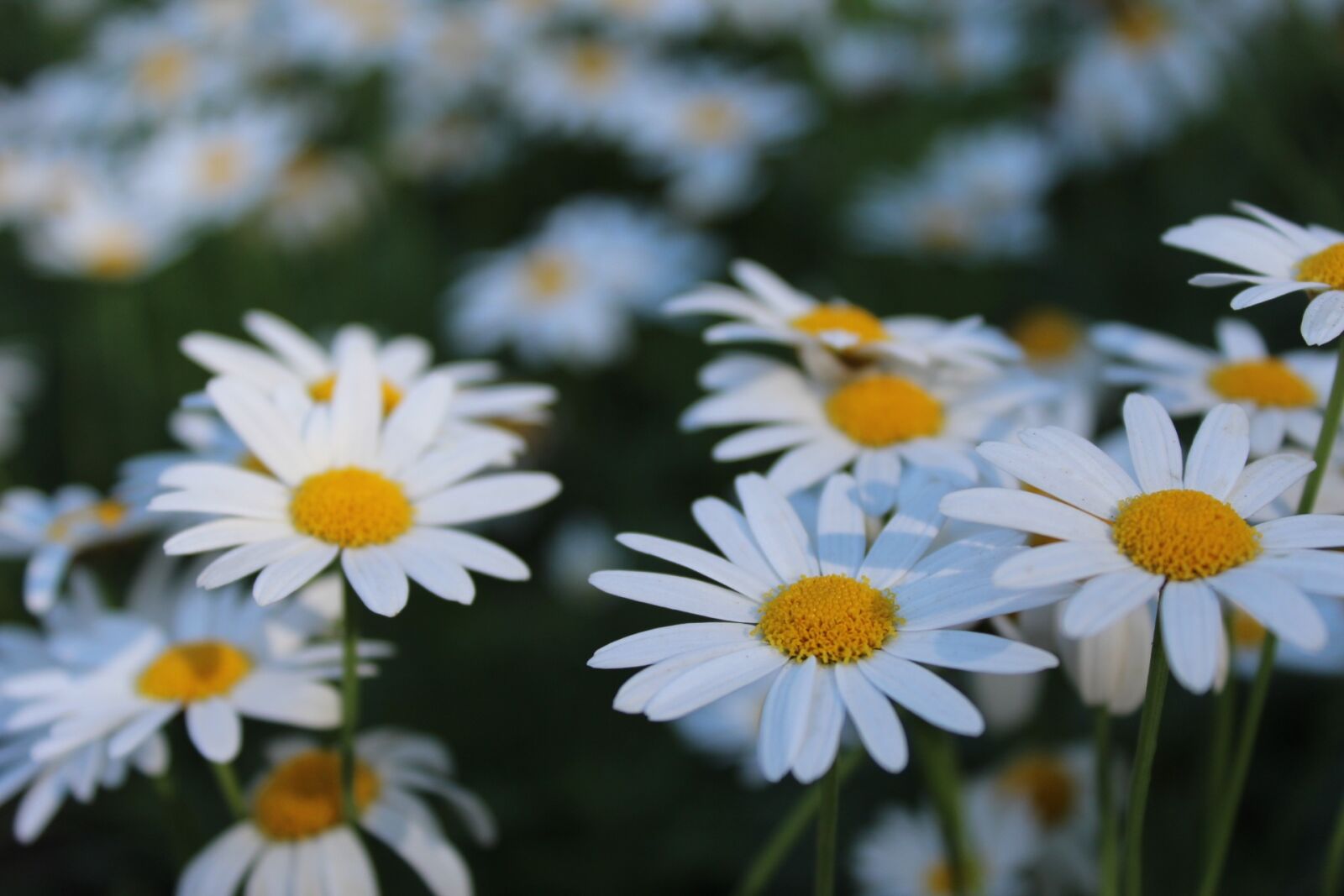 Canon EOS 1200D (EOS Rebel T5 / EOS Kiss X70 / EOS Hi) sample photo. Flowers, doi inthanon, nature photography