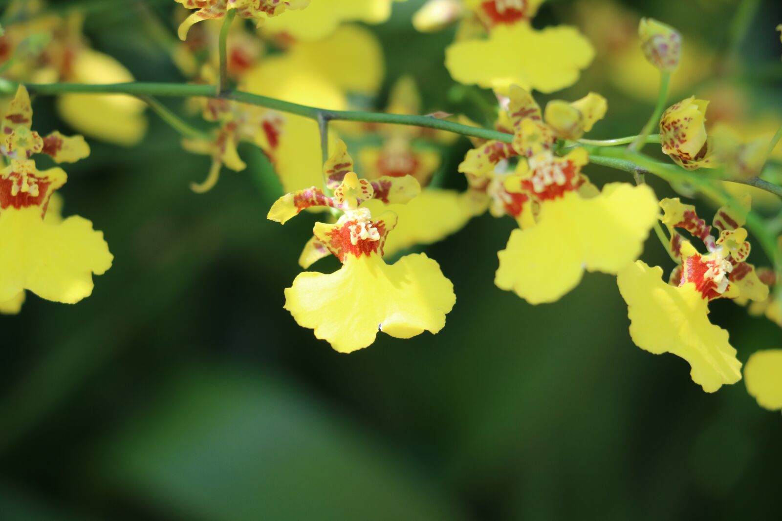 Canon EOS 750D (EOS Rebel T6i / EOS Kiss X8i) sample photo. Flower, orchid, yellow photography