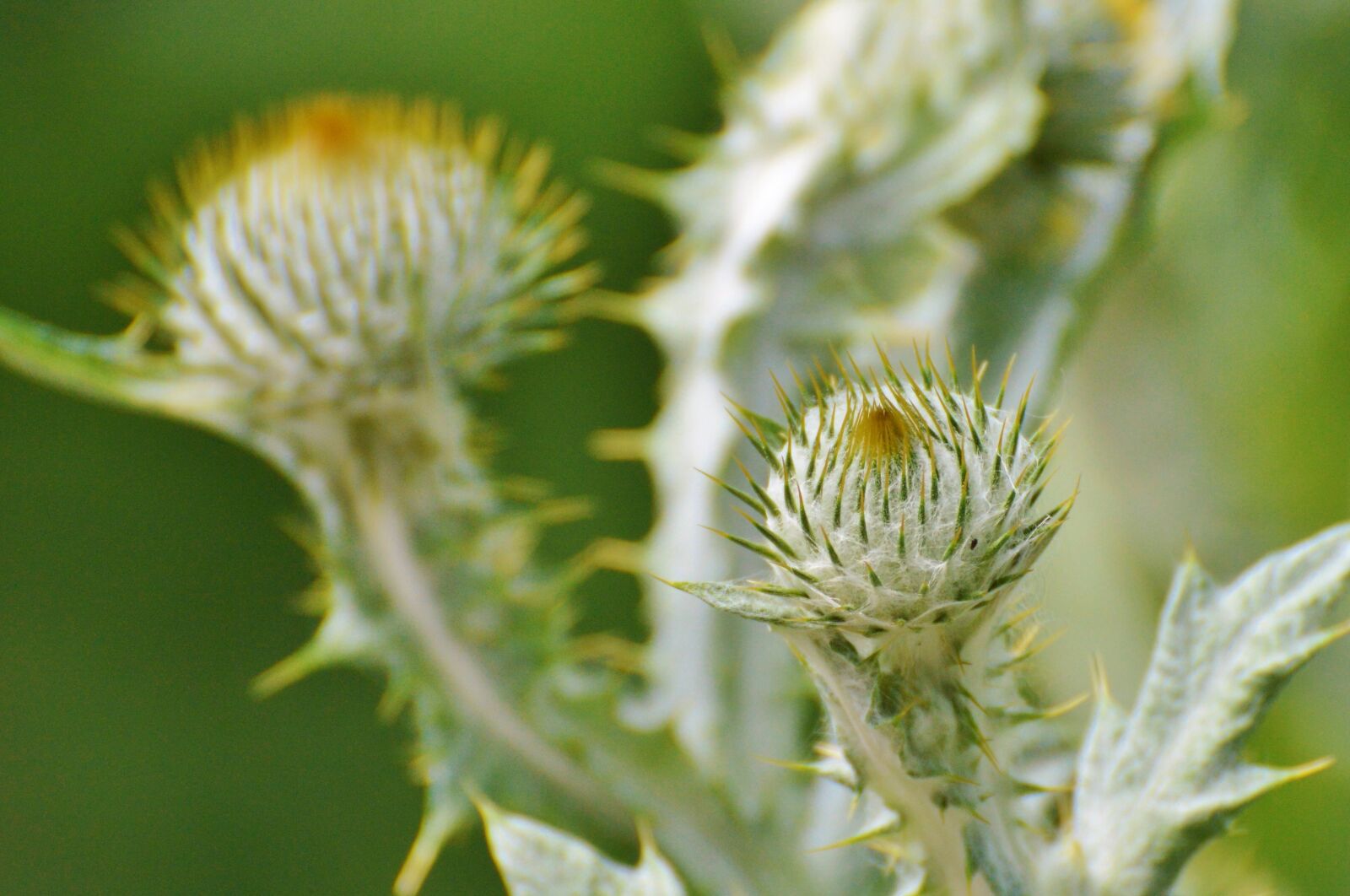 Nikon D3200 sample photo. Thistle, silver thistle, large photography
