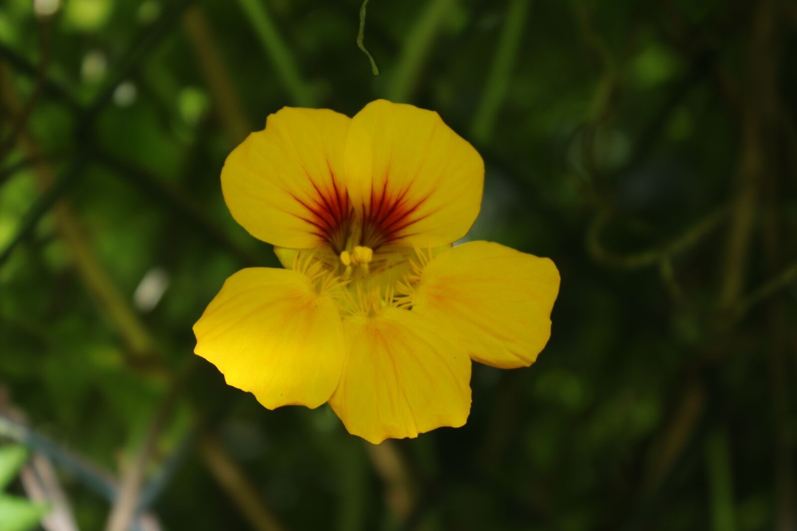 Canon EOS 250D (EOS Rebel SL3 / EOS Kiss X10 / EOS 200D II) sample photo. Petals, yellow, spring photography