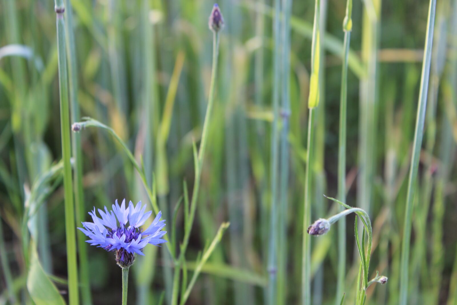 Canon EOS 600D (Rebel EOS T3i / EOS Kiss X5) sample photo. Flower, nature, natural photography