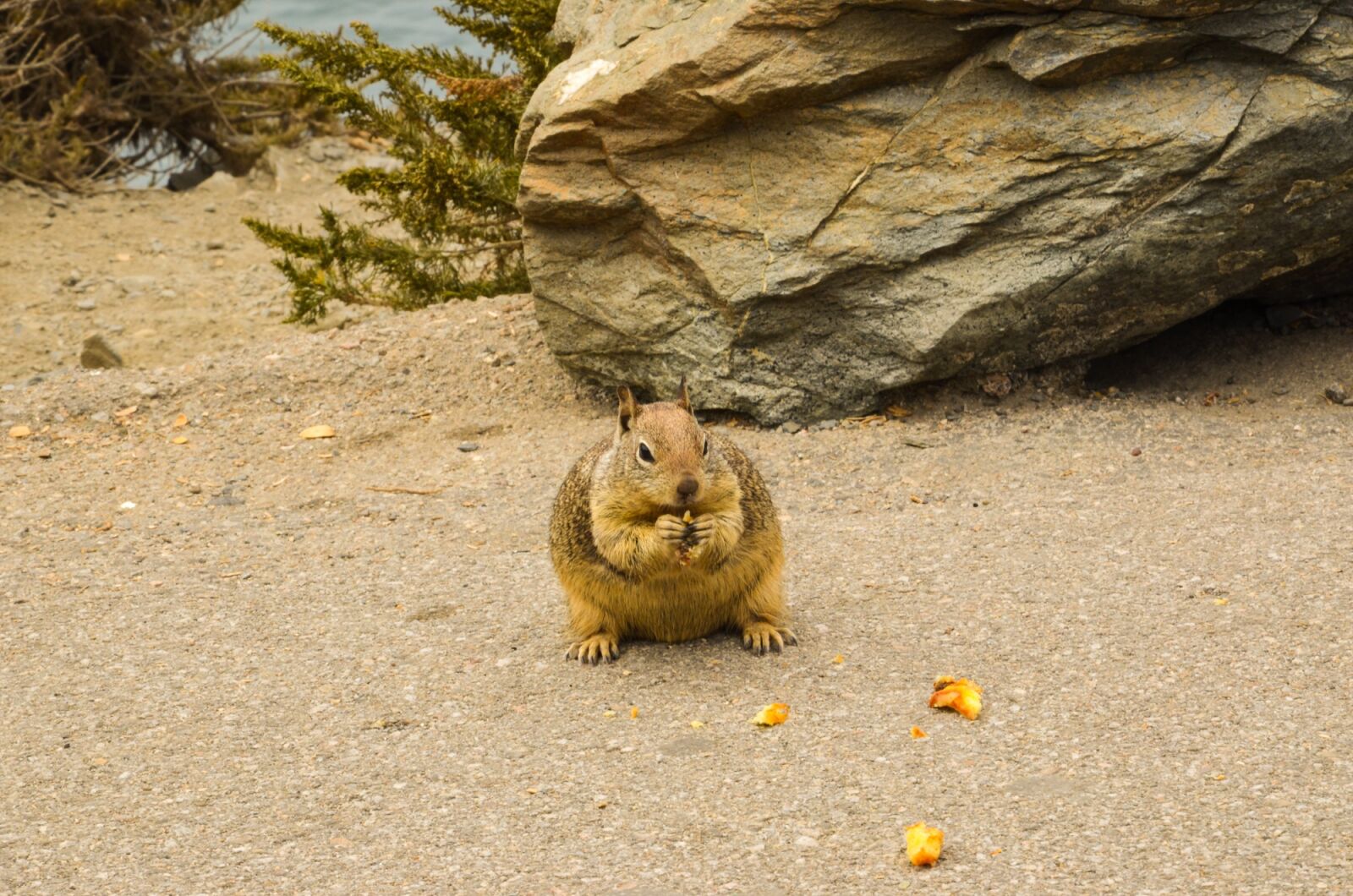 Nikon D5100 sample photo. Usa, america, california photography