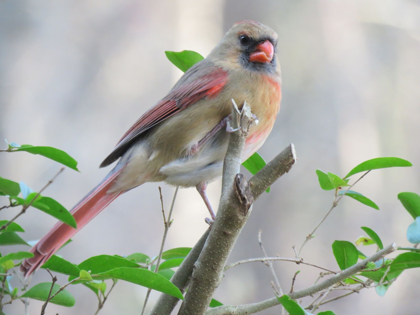 Canon PowerShot SX60 HS sample photo. Nature, bird, tree photography