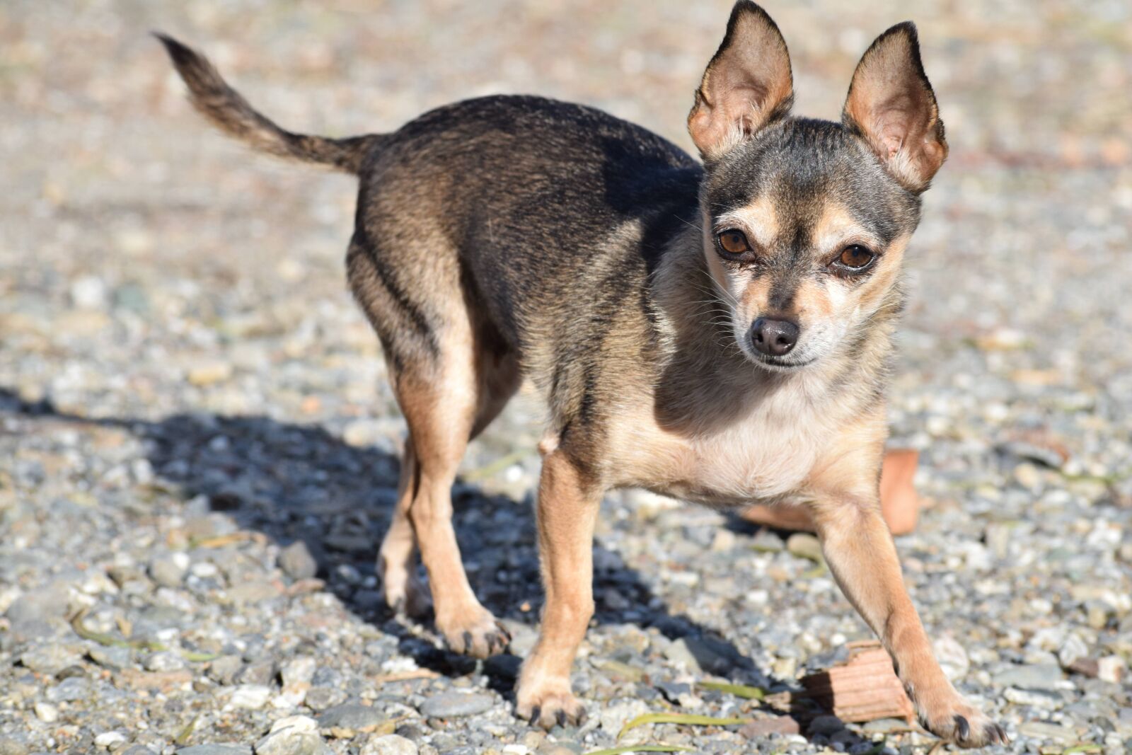 Nikon D3300 sample photo. Dog, breed, small photography