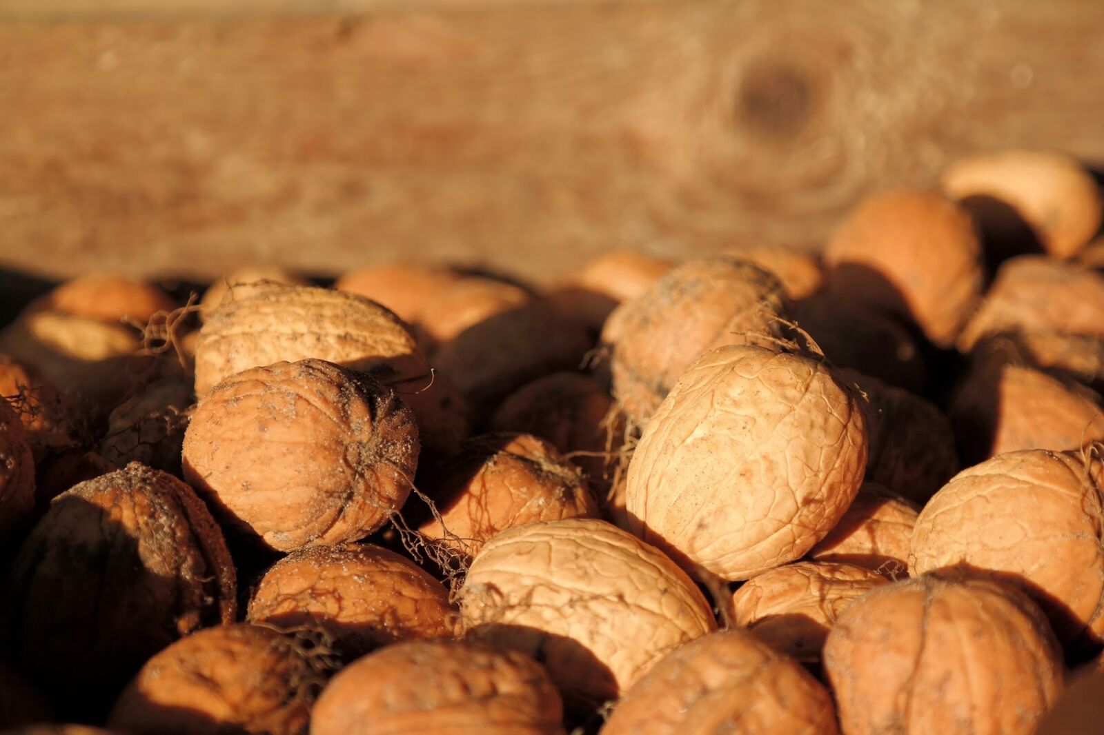 Samsung NX30 sample photo. Walnuts, bark, nuts photography