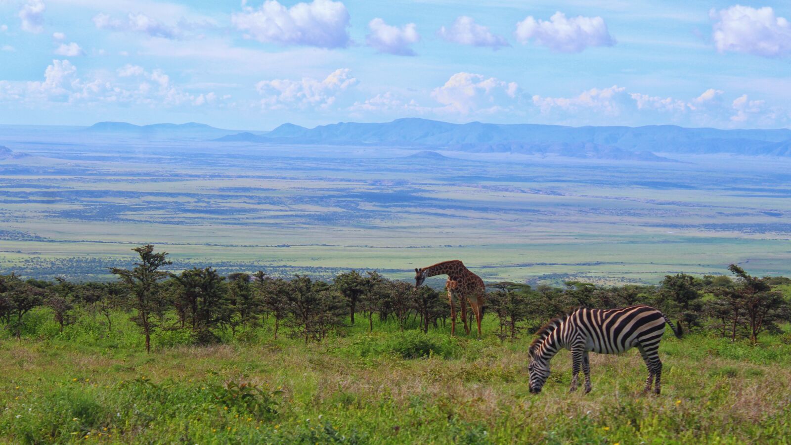 Canon EOS 1200D (EOS Rebel T5 / EOS Kiss X70 / EOS Hi) sample photo. Zebra, animal, tanzania photography