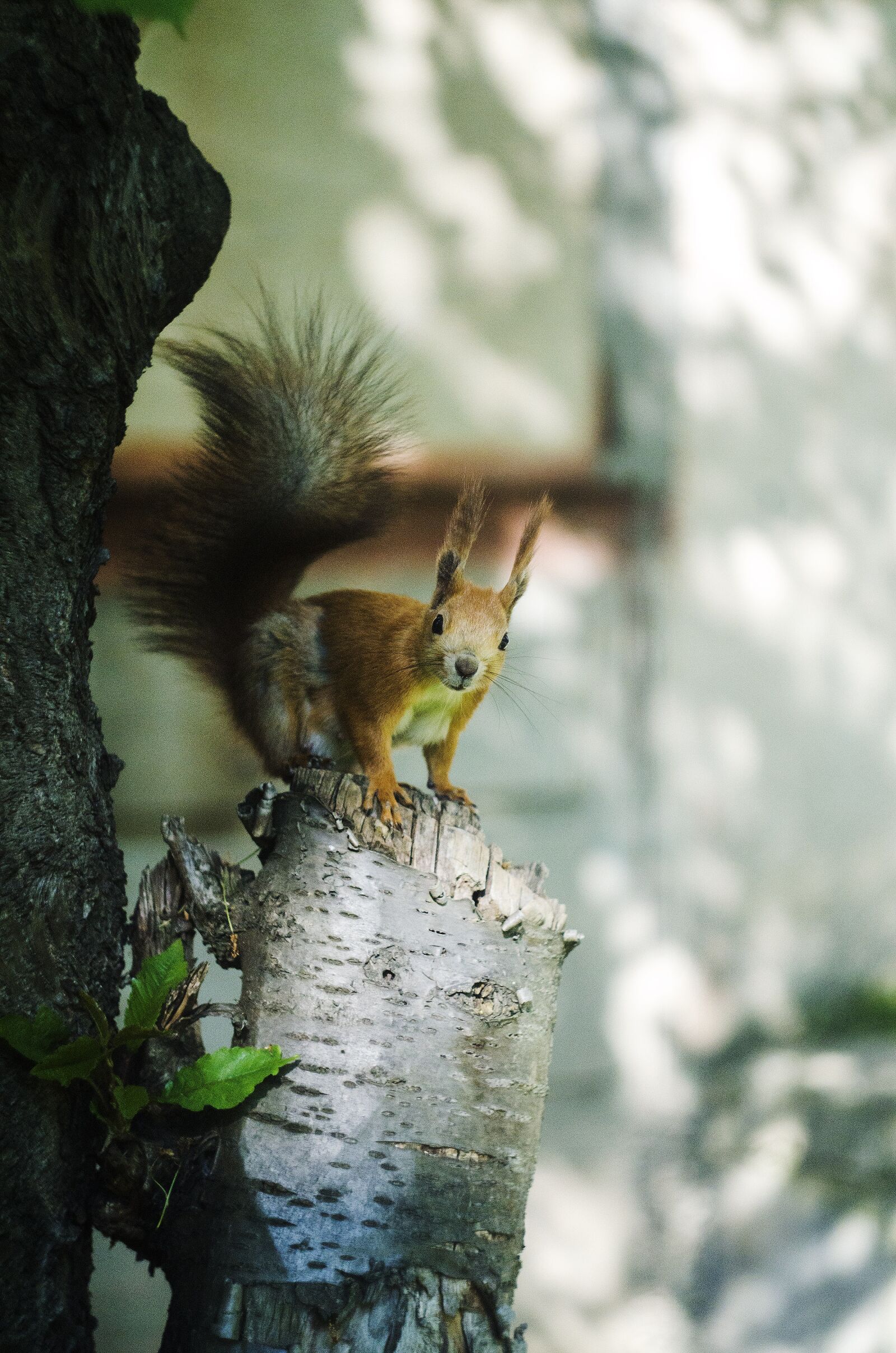 Nikon D7000 sample photo. Treese, animal, red photography