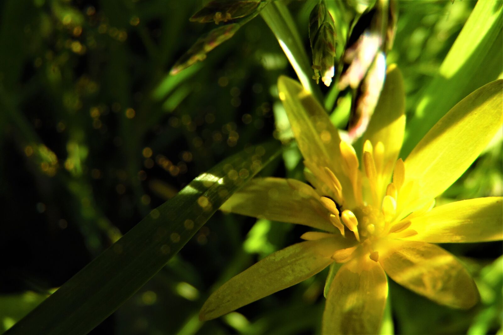 Samsung WB1100F/WB1101F/WB1102F sample photo. Grass, flower, yellow photography