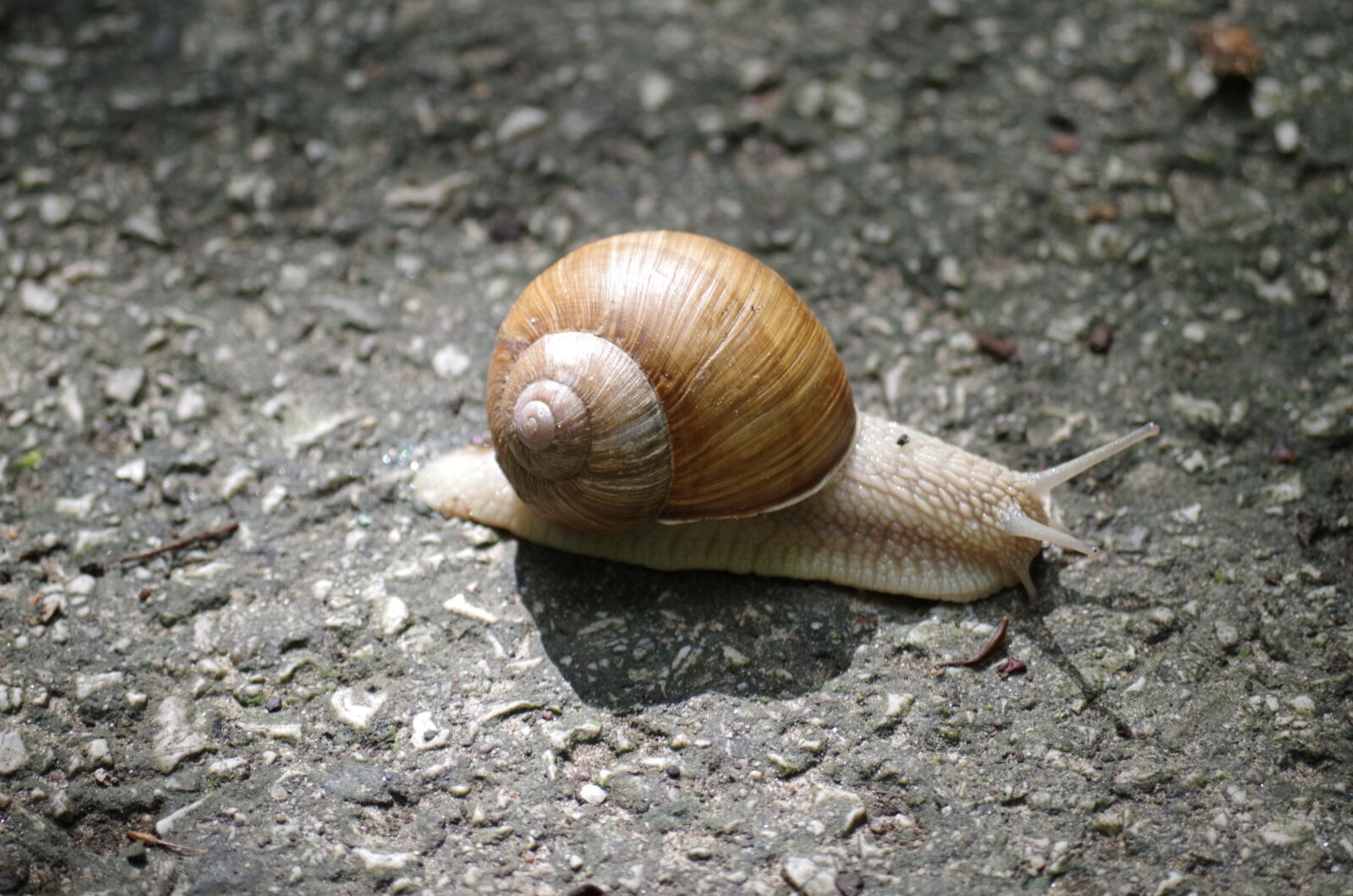 Pentax K-500 sample photo. Snail, conch, slow photography