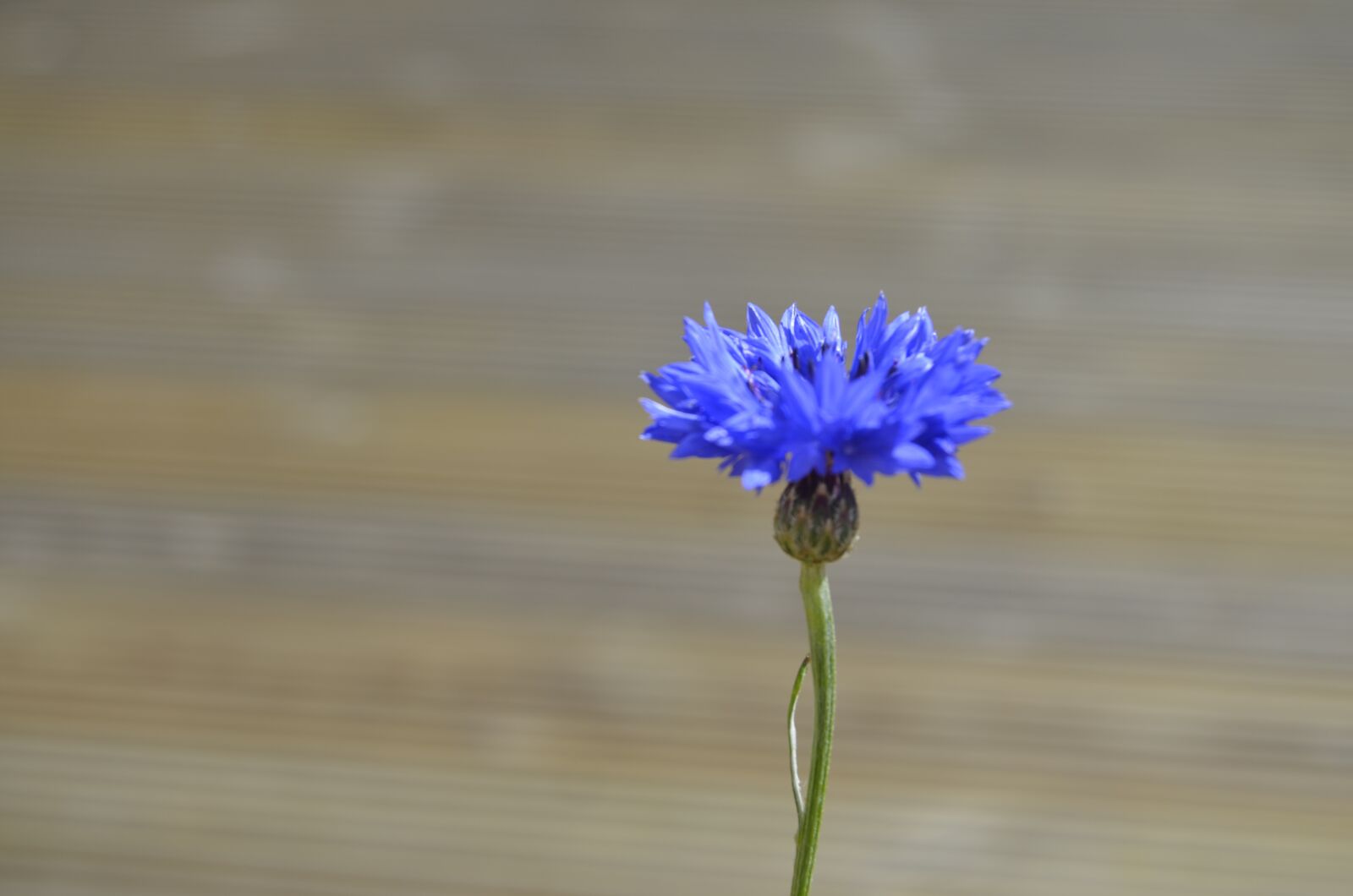 Nikon D5100 sample photo. Cornflower, flower, blossom photography