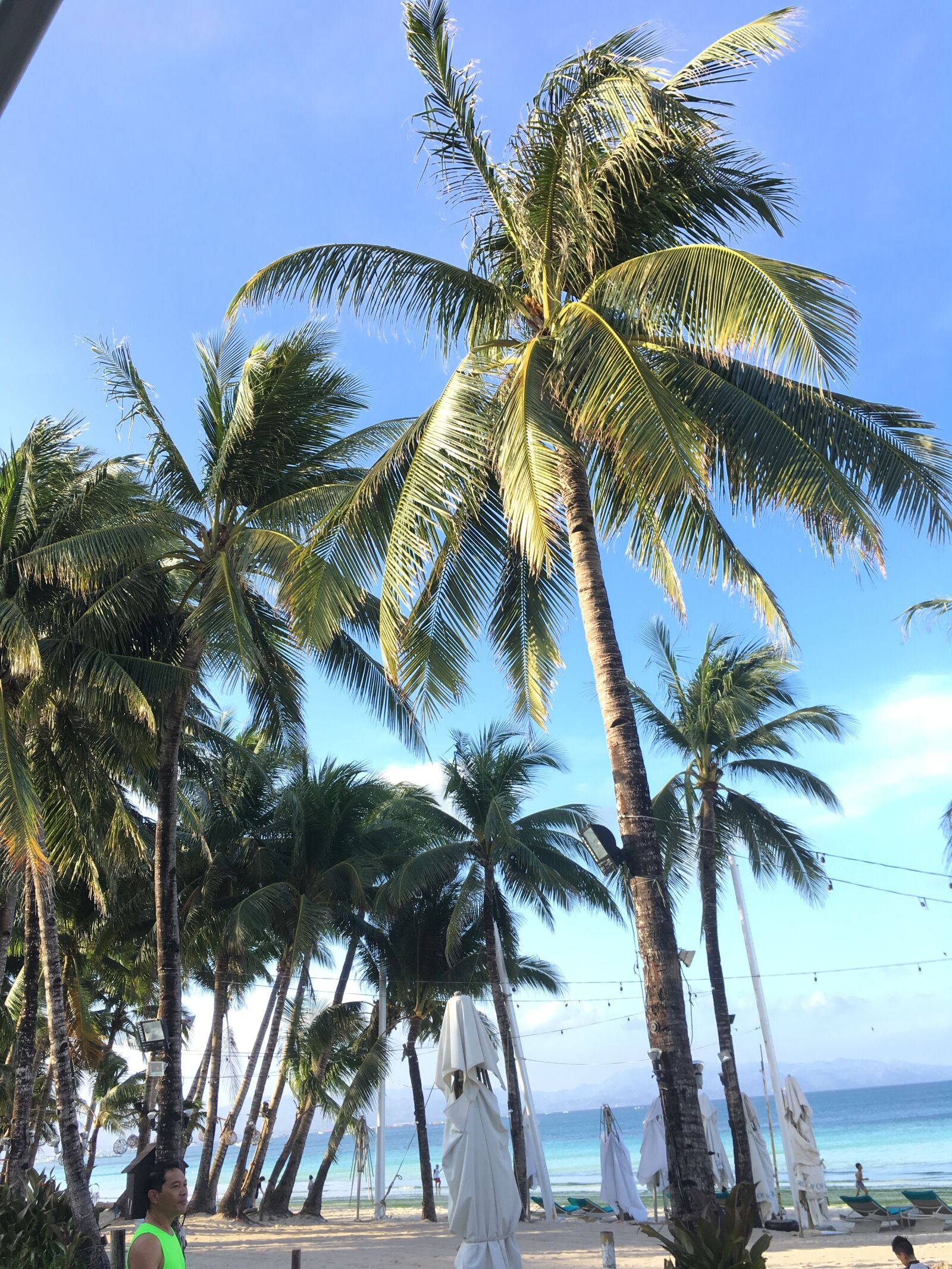 Apple iPhone SE sample photo. Beach, coconut, trees, trees photography