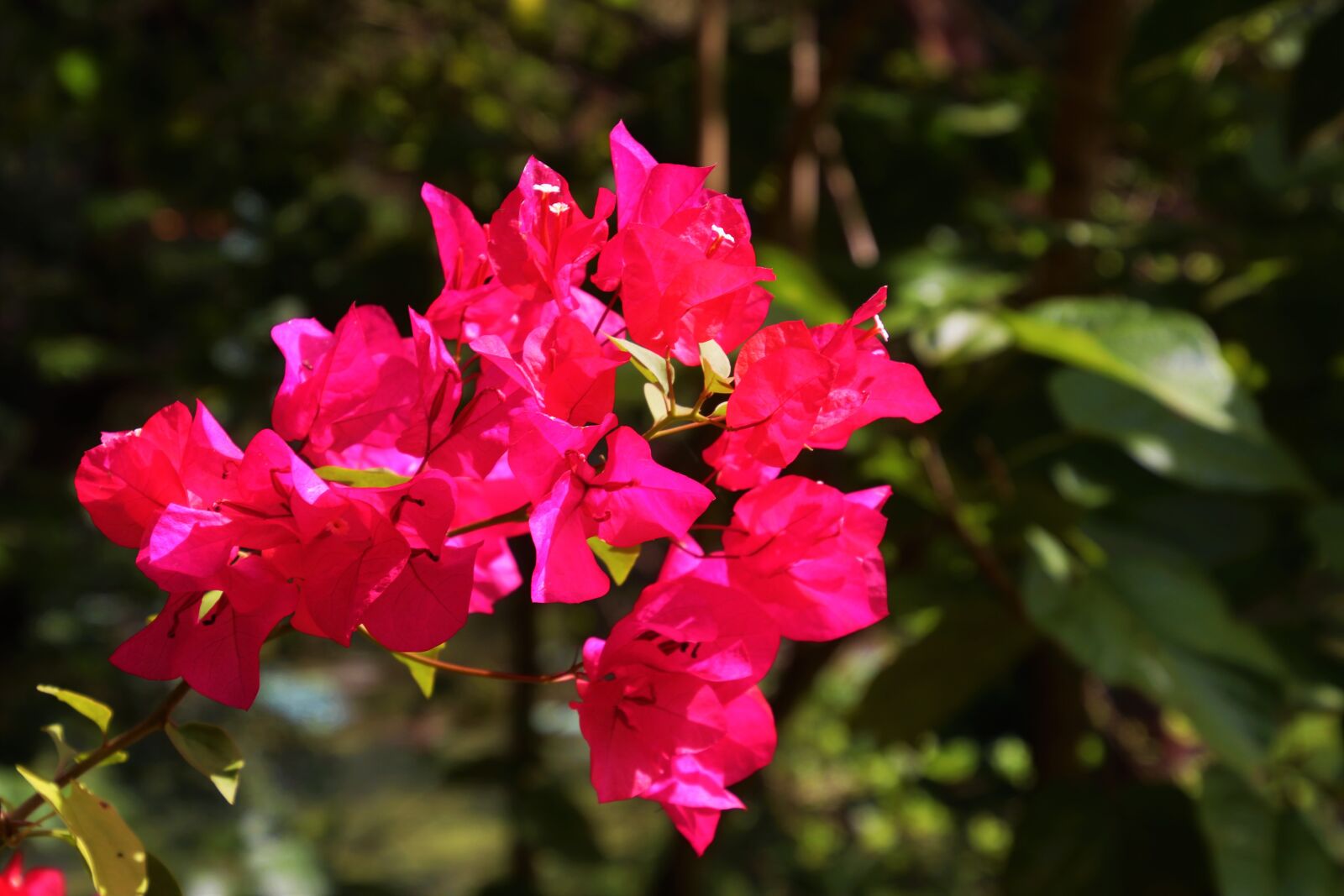 Canon EOS 80D sample photo. Magenta, nature, flower photography