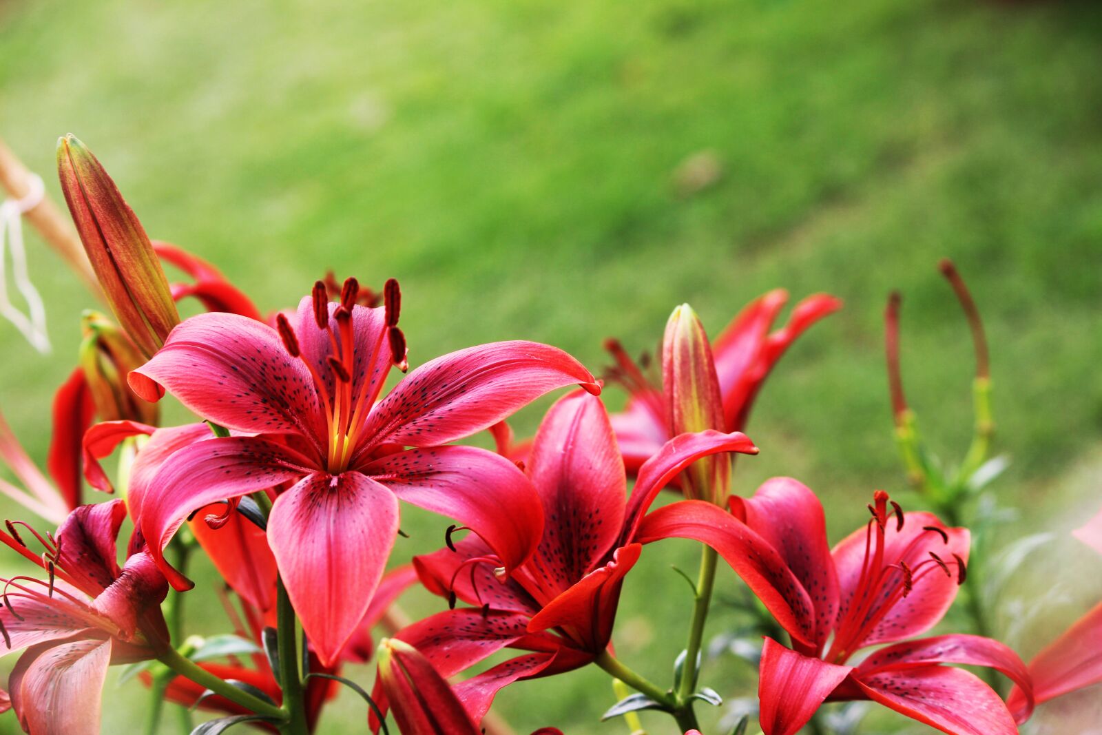 Canon EOS 1200D (EOS Rebel T5 / EOS Kiss X70 / EOS Hi) sample photo. Red flower, nature, beautiful photography
